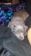 American Pit Bull Terrier Puppies for sale in Tucson, AZ, USA. price: $250