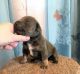 American Pit Bull Terrier Puppies for sale in Newark, NJ, USA. price: NA