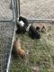American Pit Bull Terrier Puppies for sale in Lumberton, NC, USA. price: NA