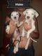 American Pit Bull Terrier Puppies for sale in Hesperia, CA, USA. price: NA