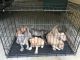 American Pit Bull Terrier Puppies for sale in Baker, LA, USA. price: NA