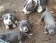 American Pit Bull Terrier Puppies for sale in Jackson, MS, USA. price: NA