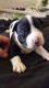 American Pit Bull Terrier Puppies for sale in Portland, OR, USA. price: $400