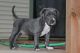 American Pit Bull Terrier Puppies for sale in Eudora, KS 66025, USA. price: NA