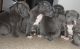 American Pit Bull Terrier Puppies for sale in New York, IA 50238, USA. price: NA