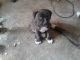 American Pit Bull Terrier Puppies for sale in Marblemount, WA, USA. price: NA