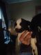American Pit Bull Terrier Puppies for sale in Union City, PA 16438, USA. price: NA