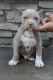 American Pit Bull Terrier Puppies for sale in Portland, ME, USA. price: $500