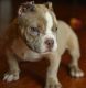 American Pit Bull Terrier Puppies for sale in Williamston, MI 48895, USA. price: $500