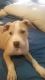 American Pit Bull Terrier Puppies for sale in Chesapeake, VA, USA. price: $300