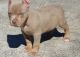 American Pit Bull Terrier Puppies for sale in Newark, DE, USA. price: NA