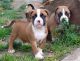 American Pit Bull Terrier Puppies for sale in San Jose, CA, USA. price: NA