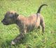 American Pit Bull Terrier Puppies for sale in Ocala, FL, USA. price: $450