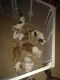 American Pit Bull Terrier Puppies for sale in San Antonio, TX 78244, USA. price: $600
