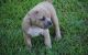 American Pit Bull Terrier Puppies for sale in Seattle, WA 98109, USA. price: $500