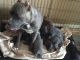 American Pit Bull Terrier Puppies for sale in Phoenix, AZ 85033, USA. price: NA