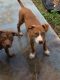 American Pit Bull Terrier Puppies for sale in West Palm Beach, FL 33417, USA. price: $550