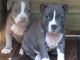 American Pit Bull Terrier Puppies for sale in Lamar County, AL, USA. price: $1,000