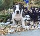 American Pit Bull Terrier Puppies for sale in Hyattsville, MD, USA. price: NA