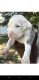 American Pit Bull Terrier Puppies for sale in Loganville, GA 30052, USA. price: NA