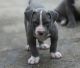 American Pit Bull Terrier Puppies for sale in Portland, OR, USA. price: $600