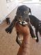 American Pit Bull Terrier Puppies for sale in Surprise, AZ, USA. price: NA