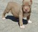 American Pit Bull Terrier Puppies for sale in Chappaqua, NY, USA. price: NA