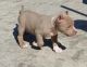 American Pit Bull Terrier Puppies for sale in Kent, WA, USA. price: $500