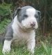 American Pit Bull Terrier Puppies for sale in Fulton, MS 38843, USA. price: $600