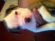 American Pit Bull Terrier Puppies for sale in North Bergen, NJ, USA. price: NA