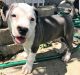 American Pit Bull Terrier Puppies for sale in Rosedale, MS 38769, USA. price: NA