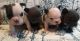 American Pit Bull Terrier Puppies for sale in CA-1, Los Angeles, CA, USA. price: NA