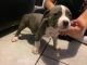 American Pit Bull Terrier Puppies for sale in Tucson, AZ, USA. price: $1,500