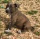 American Pit Bull Terrier Puppies for sale in Fargo, ND, USA. price: $500