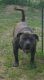 American Pit Bull Terrier Puppies for sale in Highland Park, MI 48203, USA. price: NA