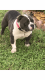 American Pit Bull Terrier Puppies for sale in Opa-locka, FL, USA. price: NA