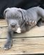 American Pit Bull Terrier Puppies for sale in Monticello, AR 71655, USA. price: $600