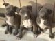 American Pit Bull Terrier Puppies for sale in Calhoun Rd, Houston, TX, USA. price: NA