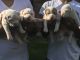 American Pit Bull Terrier Puppies for sale in Montgomery, AL, USA. price: NA