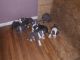 American Pit Bull Terrier Puppies for sale in Oak Park, MI 48237, USA. price: $300