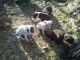 American Pit Bull Terrier Puppies for sale in Robbins, IL 60472, USA. price: NA