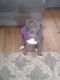 American Pit Bull Terrier Puppies for sale in Massillon, OH, USA. price: $200