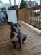 American Pit Bull Terrier Puppies for sale in Massillon, OH, USA. price: NA