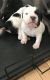 American Pit Bull Terrier Puppies for sale in Maryland Heights, MO 63043, USA. price: NA