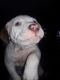 American Pit Bull Terrier Puppies for sale in Oak Park, MI 48237, USA. price: NA