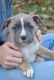 American Pit Bull Terrier Puppies for sale in Armuchee, GA 30105, USA. price: NA