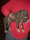American Pit Bull Terrier Puppies for sale in Anderson, IN, USA. price: $600