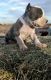 American Pit Bull Terrier Puppies for sale in Buckeye, AZ, USA. price: NA