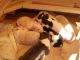 American Pit Bull Terrier Puppies for sale in Adairville, KY 42202, USA. price: NA