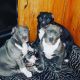 American Pit Bull Terrier Puppies for sale in Oakland, CA, USA. price: NA